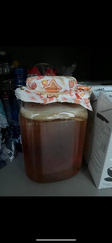 Scoby voor kombucha beschikbaar voor biedingen