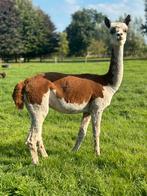 Bonte alpaca merrie dragend, Dieren en Toebehoren, Overige Dieren, Oktober, Vrouwelijk