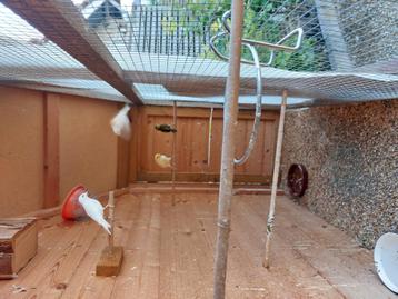 Vogelkooi  beschikbaar voor biedingen