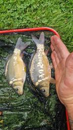 Ghostkarpers en spiegelkarpers., Dieren en Toebehoren