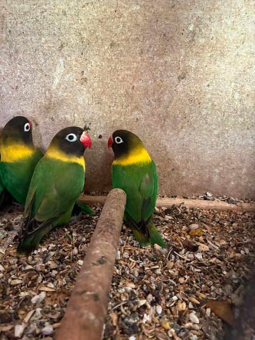 Agapornis personata - begin 2025 wildkleur, Dieren en Toebehoren, Vogels | Parkieten en Papegaaien, Dwergpapegaai of Agapornis