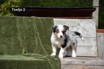 Prachtige Blue Merle Tricolor Border Collie pup, CDV (hondenziekte), Meerdere, 8 tot 15 weken, Meerdere dieren