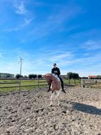 Paard te koop, Dieren en Toebehoren, Ophalen
