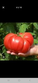 Bio tomatenplanten (er zijn veel verschillende soorten), Ophalen of Verzenden