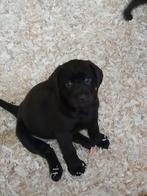 Labrador pups zwart/bruin, Dieren en Toebehoren, Honden | Retrievers, Spaniëls en Waterhonden, België, Fokker | Hobbymatig, 8 tot 15 weken