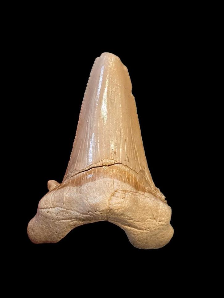 3) Fossiles de dents de requin Otodus sokolovi 6,5 cm., Collections, Minéraux & Fossiles, Fossile, Enlèvement ou Envoi
