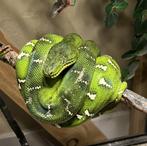 Corallus Caninus, Dieren en Toebehoren, Slang, Tam