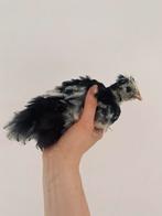 Gladveer USA zijdehoentje, Dieren en Toebehoren, Mannelijk, Kip