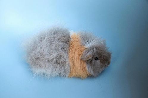 Mooie ch teddy cavia's, Dieren en Toebehoren, Knaagdieren, Mannelijk, Cavia, Januari