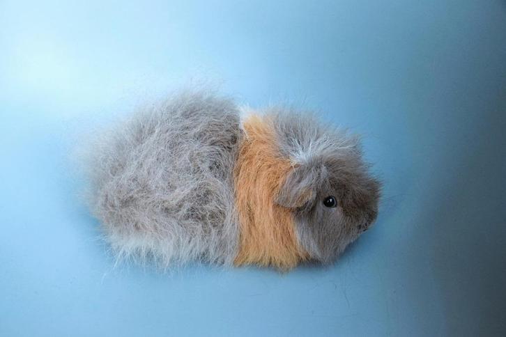 Mooie ch teddy cavia's, Dieren en Toebehoren, Knaagdieren, Mannelijk, Cavia, Januari