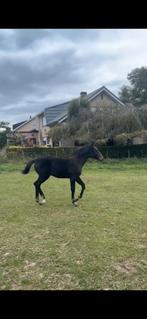 hengste veulen, Dieren en Toebehoren