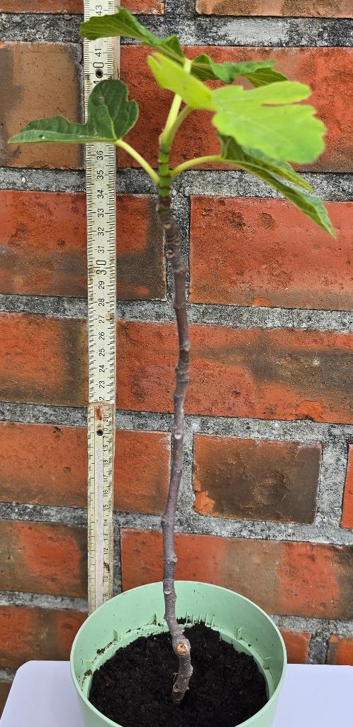 Vijgenboom Ficus Carica, Tuin en Terras, Planten | Fruitbomen, Vijgenboom, Volle zon, Lente, In pot, Ophalen