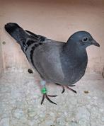 Jonge duif, Animaux & Accessoires, Oiseaux | Pigeons