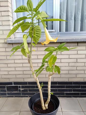 Engelenplant (bloem geel). Moederplant. beschikbaar voor biedingen