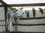 halsbanden, Meerdere dieren, Parkiet, Geringd