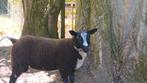 Zwartbles lammeren te koop zowel rammen als moeren, Dieren en Toebehoren