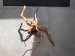 Spiderwood te koop, Ophalen, Nieuw