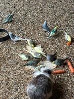 Parkieten, Dieren en Toebehoren