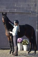 Bloedmooie, SUPERbrave, correcte rijpaardruin, Dieren en Toebehoren, Paarden, B, Gechipt, Ruin, 3 tot 6 jaar