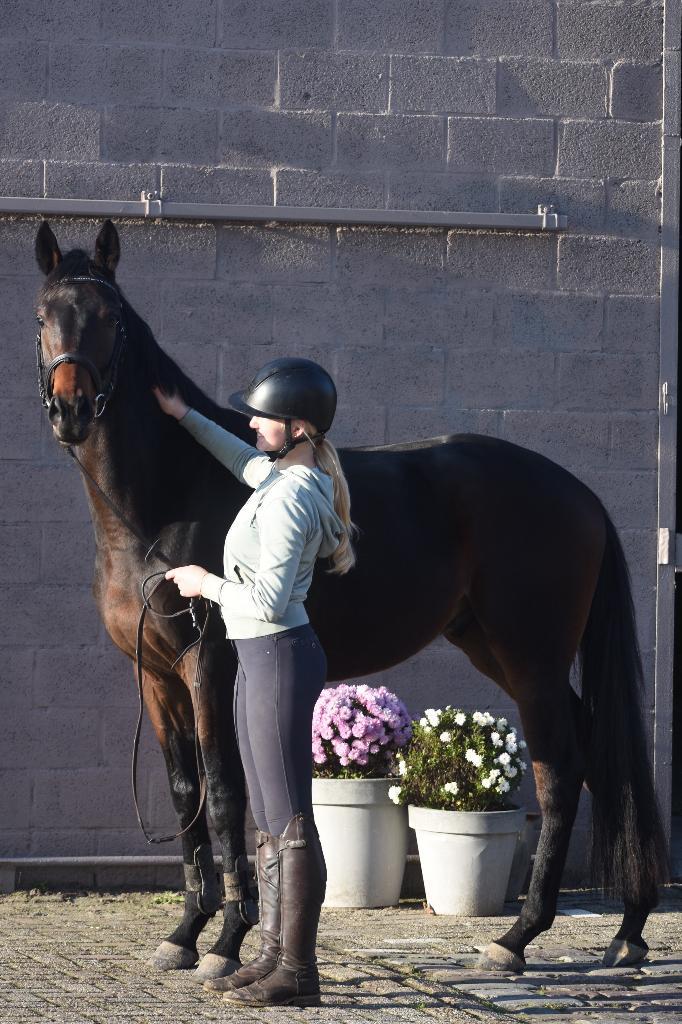 Bloedmooie, SUPERbrave, correcte rijpaardruin, Dieren en Toebehoren, Paarden, Ruin, B, 160 tot 165 cm, 3 tot 6 jaar, Recreatiepaard