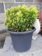 3 x plante en pot, Jardin & Terrasse, Plantes | Arbres, En pot, Enlèvement ou Envoi