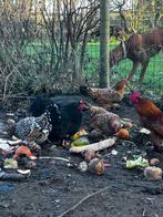 Sabelpootkriel haan/kip - Gratis, Animaux & Accessoires, Volatiles, Poule ou poulet