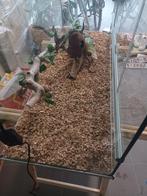 Terrarium, Dieren en Toebehoren, Ophalen