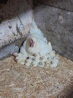 Poule de bresse.   Allemaal eigen foto's, Dieren en Toebehoren, Pluimvee