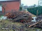 snoeihout GRATIS, Moins de 3 m³, Enlèvement, Autres essences de bois, Branches
