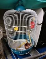 Vogelkooi, Enlèvement, Cage à oiseaux