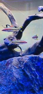 2 aquariums merk juwel, Dieren en Toebehoren, Vissen | Aquariumvissen