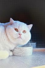 Brits korthaar Kater met stamboom Bloedgroep B, Kater, Met stamboom, 3 tot 5 jaar