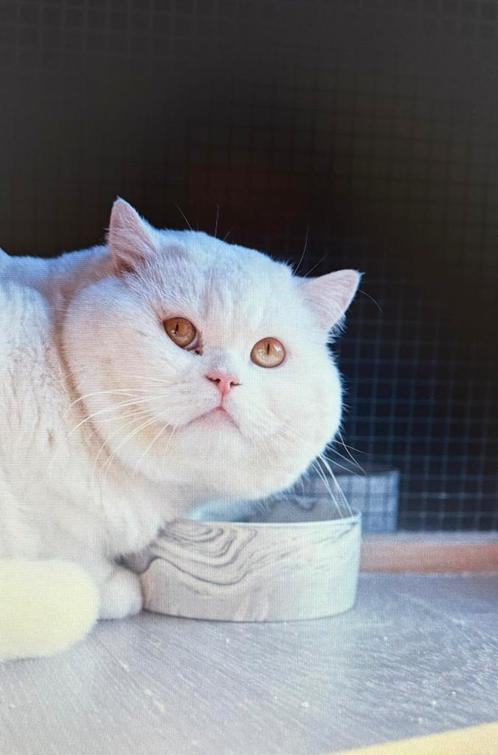 Brits korthaar Kater met stamboom Bloedgroep B, Dieren en Toebehoren, Katten en Kittens | Raskatten | Korthaar, Kater, 3 tot 5 jaar