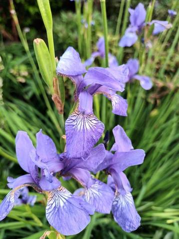 Iris Sibirica beschikbaar voor biedingen