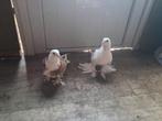 Albanese koppel 20 euro, Dieren en Toebehoren, Vogels | Duiven