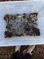 +100 goudvissen en +-10 windes, Dieren en Toebehoren, Goudvis(sen)