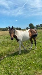 Drie kleurige bonte jaarling merrie, Dieren en Toebehoren, Paarden, Merrie, Gechipt