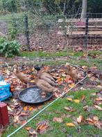 Loopeenden 1 man 3 vrouwtjes