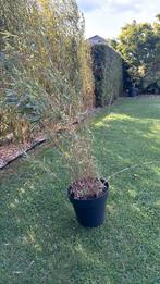 Bambou fargesia en pot, Tuin en Terras, Planten | Struiken en Hagen, Ophalen, Bamboe