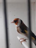 Distelvinken, Dieren en Toebehoren