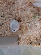 Russische hamster, Dieren en Toebehoren, November, Vrouwelijk, Hamster