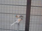 Kanaries mannen, Dieren en Toebehoren, Mannelijk, Zangkanarie