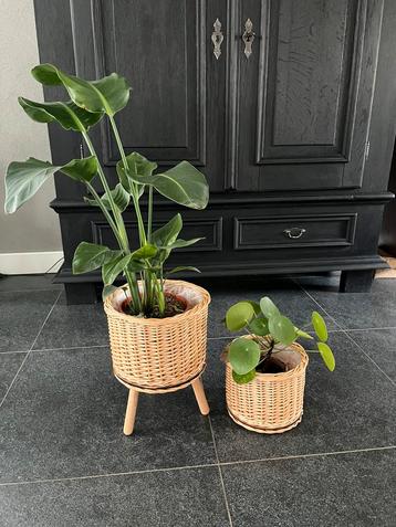 Bloempotten  beschikbaar voor biedingen