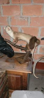 Opgezette wezel, Ophalen