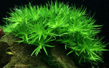 Star grass zeer mooie aquarium plant