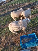 4. Drachtige ooien, Dieren en Toebehoren, Vrouwelijk, Schaap, 3 tot 5 jaar