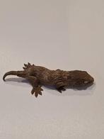 baby rhacodactylus leachianus, Lézard, 0 à 2 ans