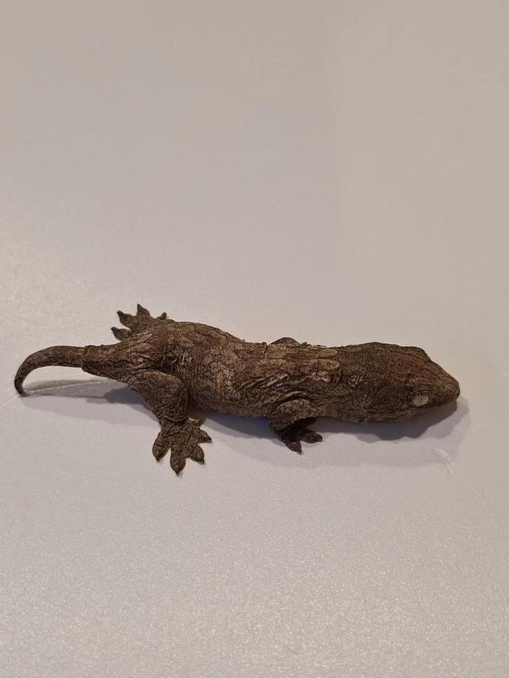 baby rhacodactylus leachianus, Dieren en Toebehoren, Reptielen en Amfibieën, Hagedis, 0 tot 2 jaar