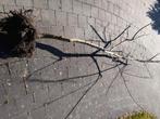 Rode esdoorn, Ophalen, Zo goed als nieuw