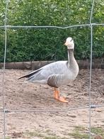 Streepkopganzen, Dieren en Toebehoren, Pluimvee, Meerdere dieren, Gans of Zwaan